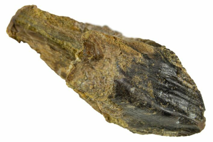 Unworn Rooted Triceratops Tooth - Wyoming #314560